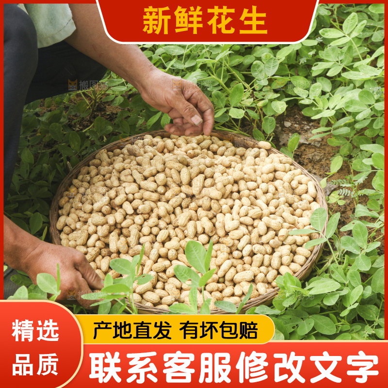 花生地里的新鲜花生
