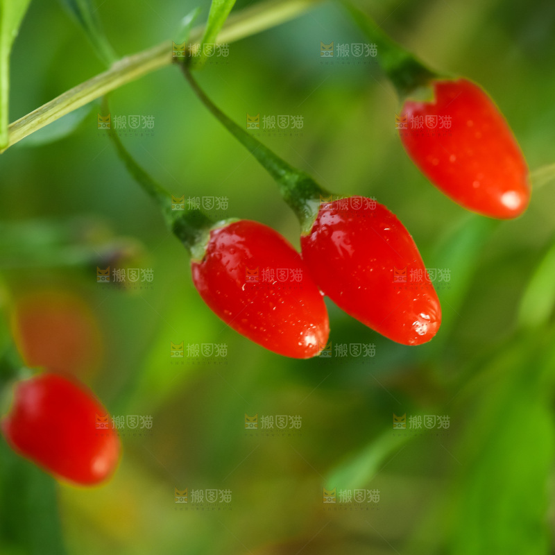 枸杞枝上的枸杞