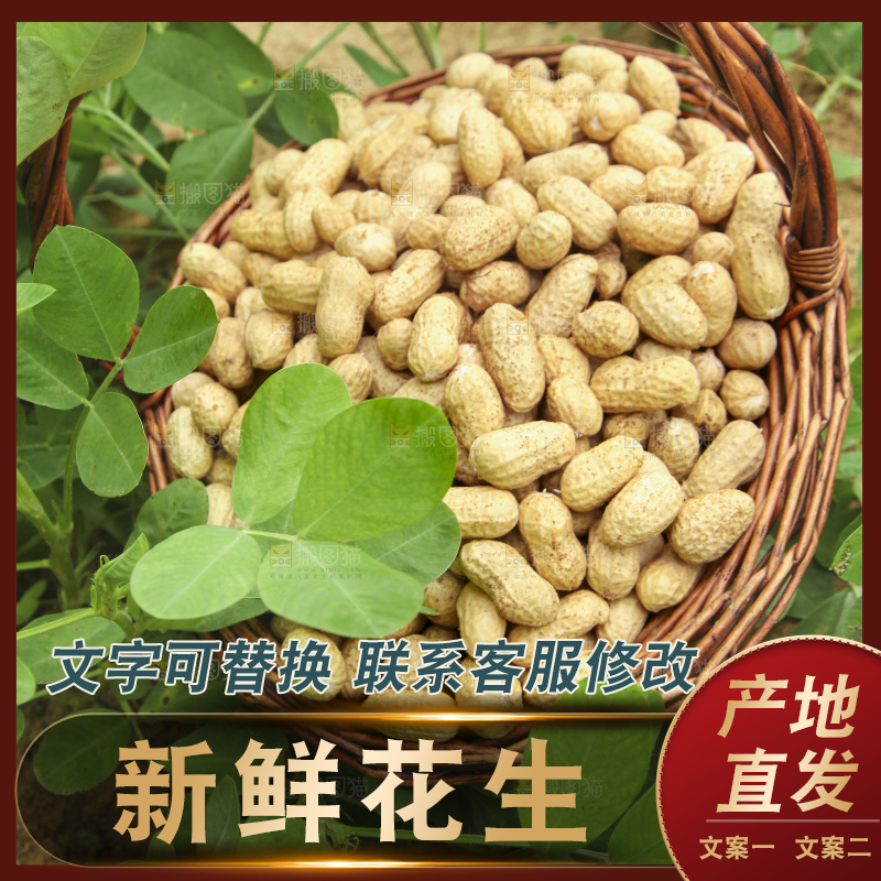 花生地里的新鲜花生