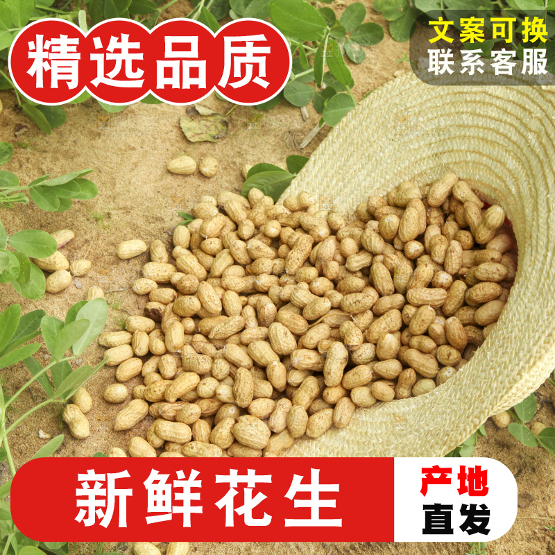 花生地里的新鲜花生