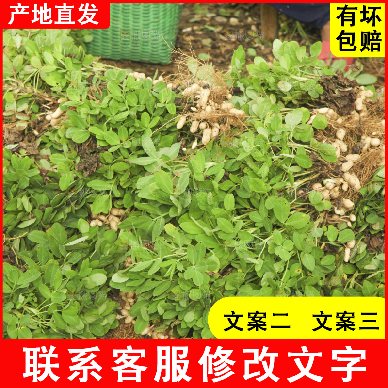 花生地里的新鲜花生