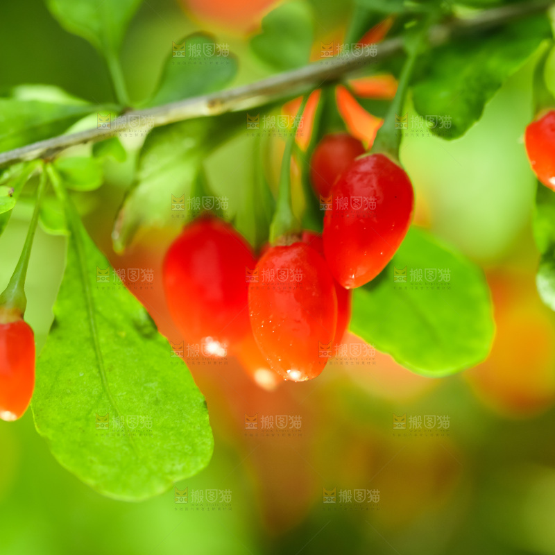 枸杞枝上的枸杞