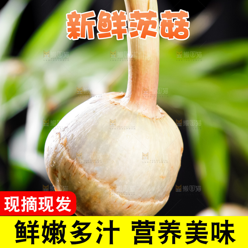 手里拿着白茨菇