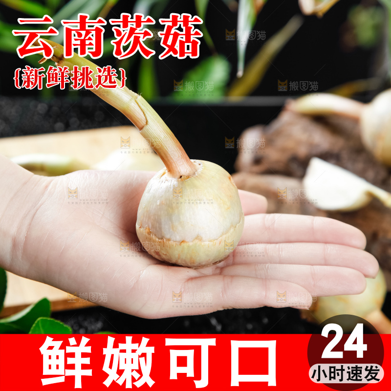 手里拿着白茨菇