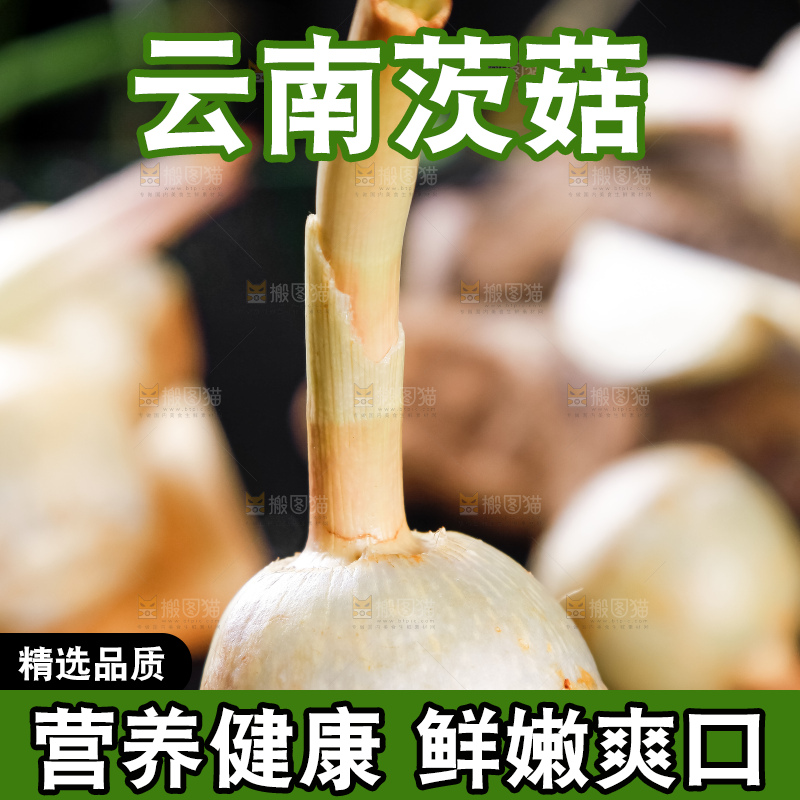 手里拿着白茨菇
