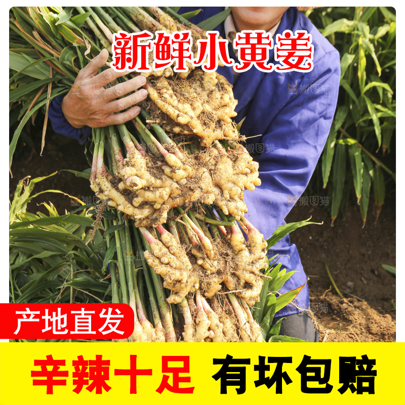 农民手里拿着新鲜小黄姜