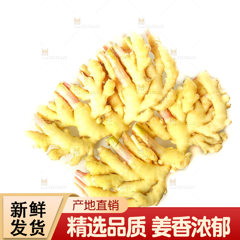 白底上的小黄姜