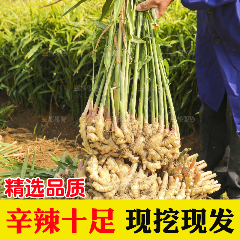 手里拿着新鲜小黄姜