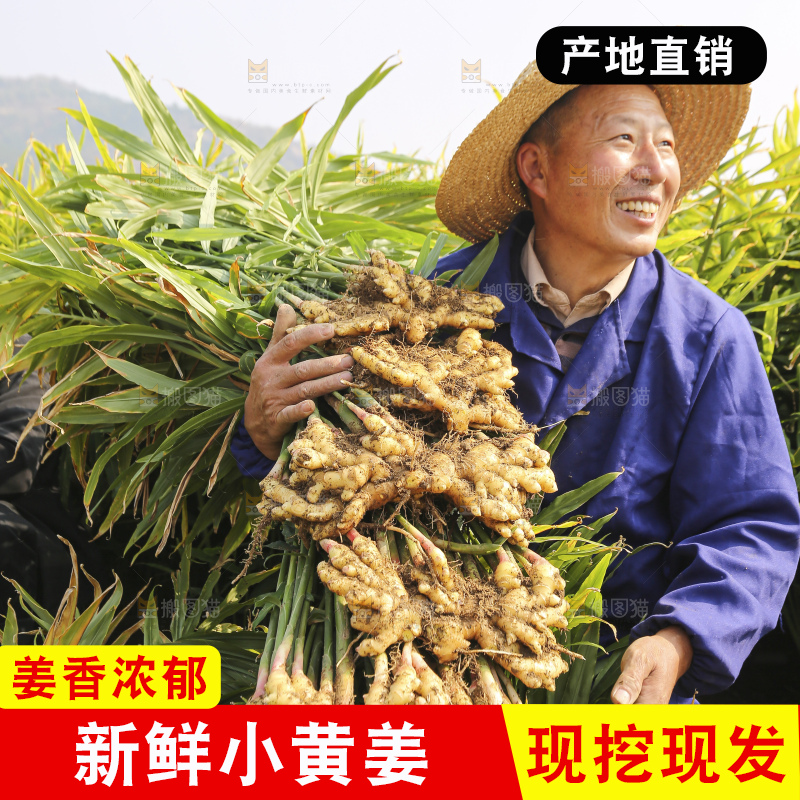 农民手里拿着新鲜小黄姜