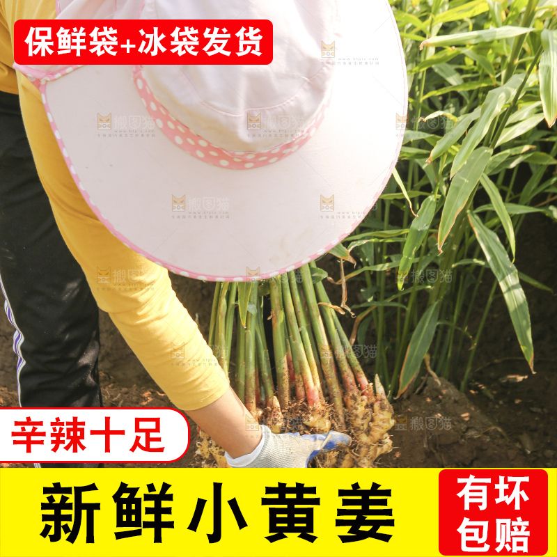 新鲜现挖的黄姜