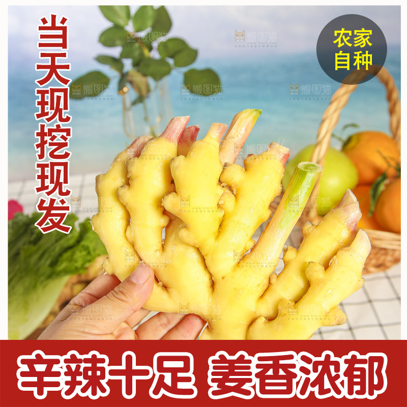 浅底上的小黄姜