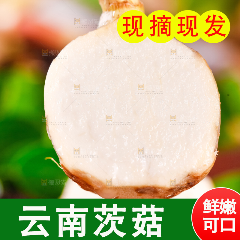 手里拿着切开的白茨菇