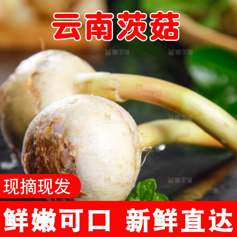黑石板上放着白茨菇