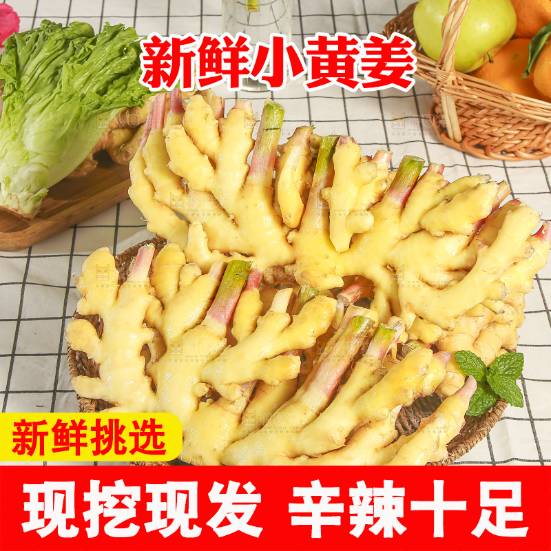浅底上的小黄姜