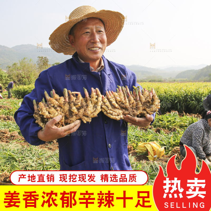 农民手里拿着新鲜小黄姜