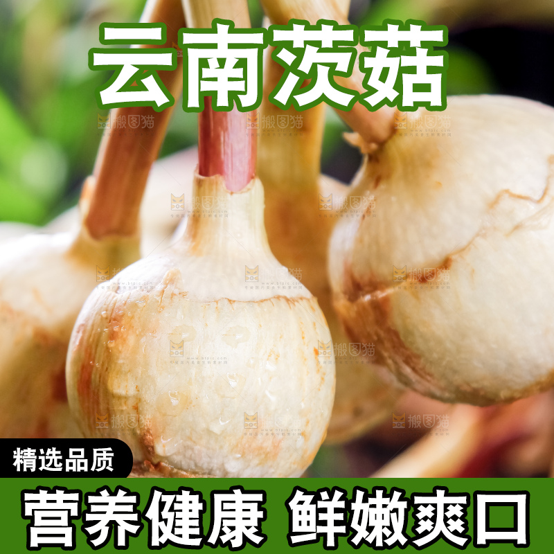 手里拿着云南茨菇