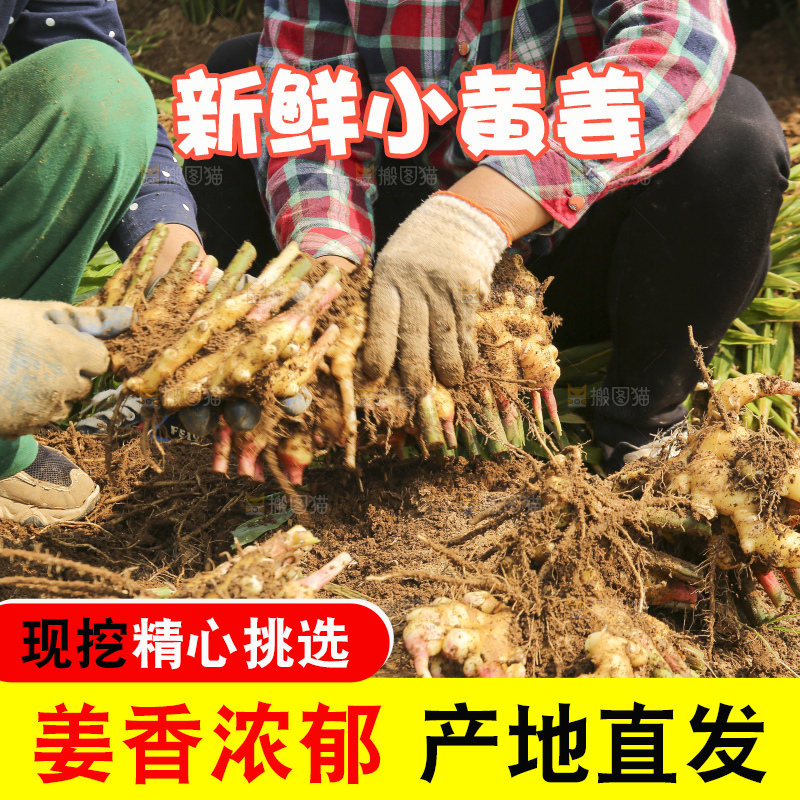 新鲜现挖的黄姜