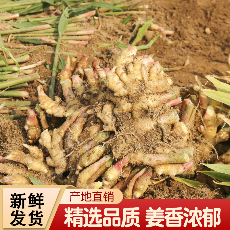 地里的小黄姜