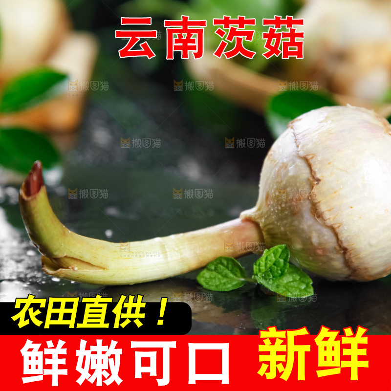 黑石板上放着白茨菇