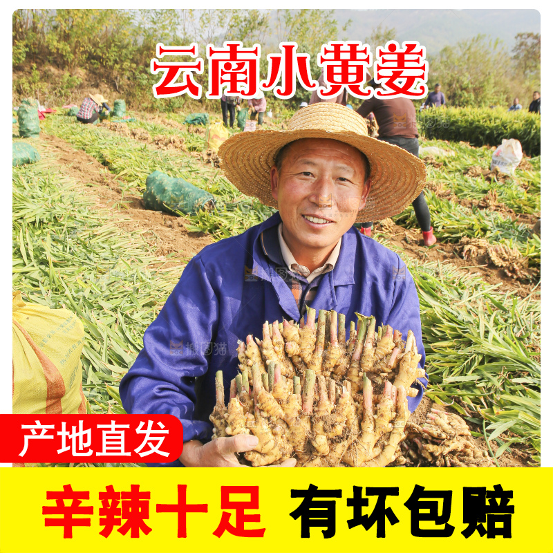 农民手里拿着新鲜小黄姜