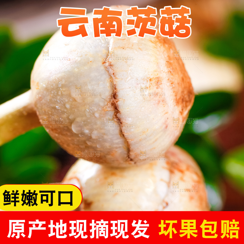 手里拿着白茨菇