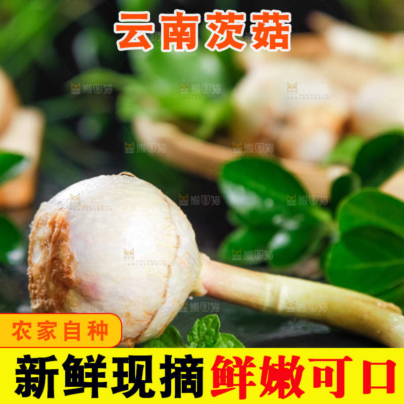 黑石板上放着白茨菇