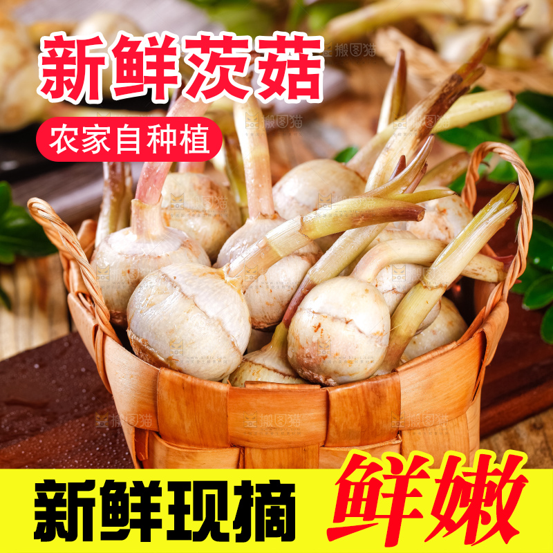 竹篮里装着白茨菇