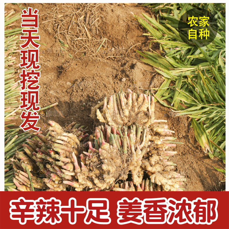 地里的小黄姜