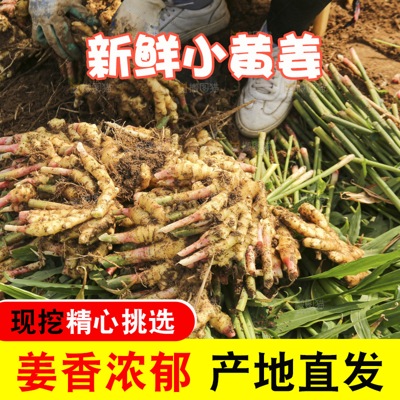 新鲜现挖的黄姜