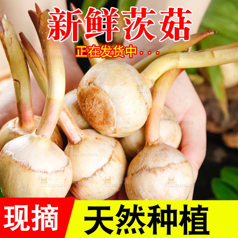 手里拿着白茨菇