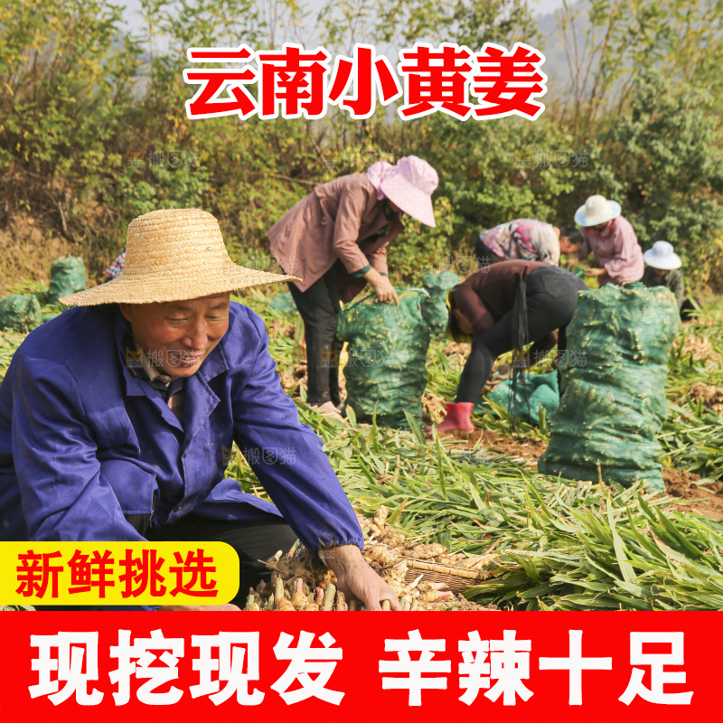农民手里拿着新鲜小黄姜