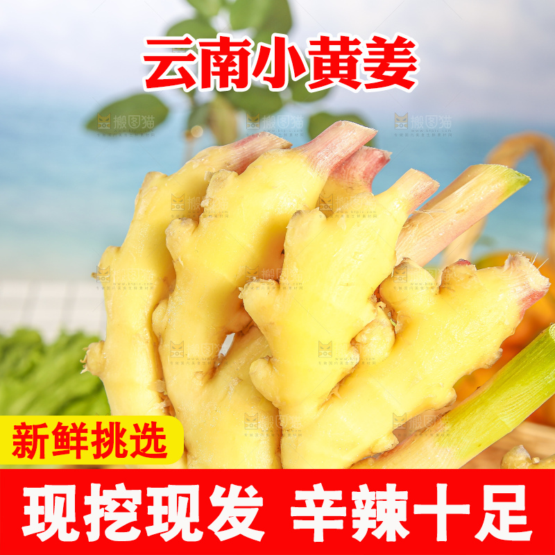浅底上的小黄姜