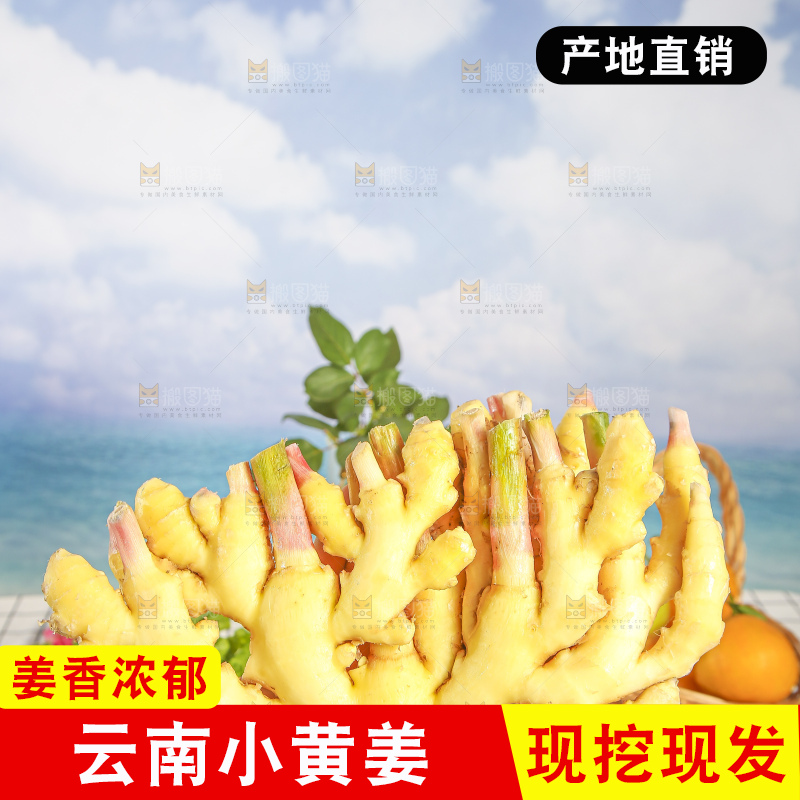 浅底上的小黄姜