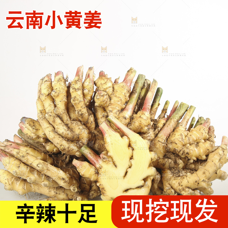 浅底上的云南小黄姜