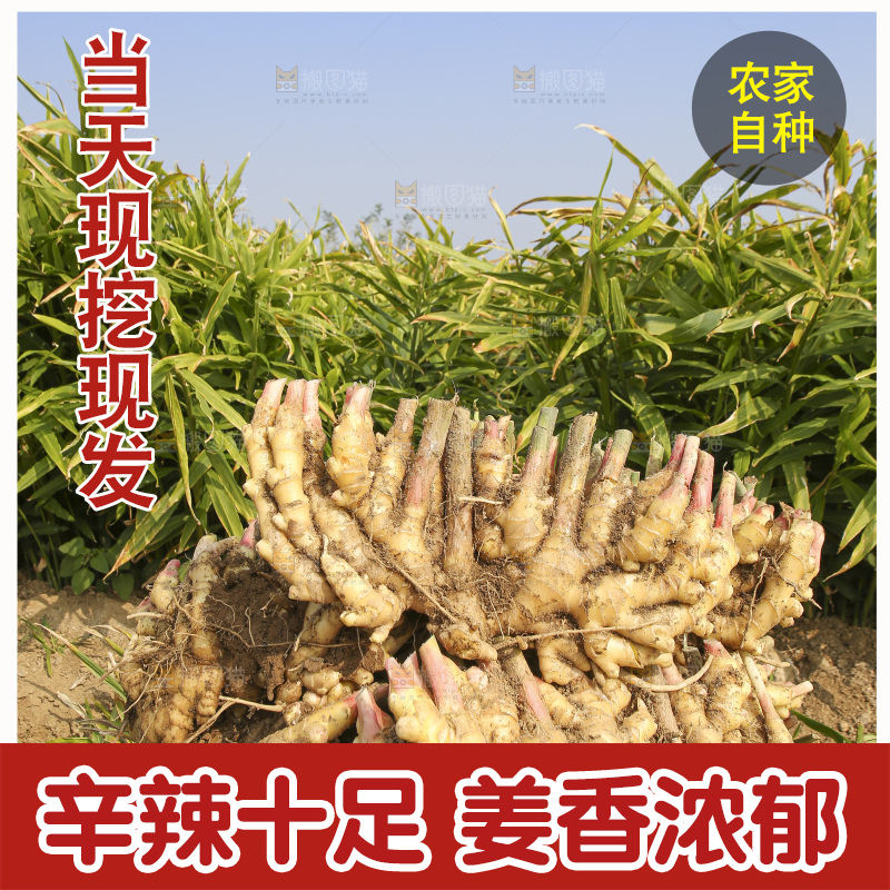 地里的小黄姜