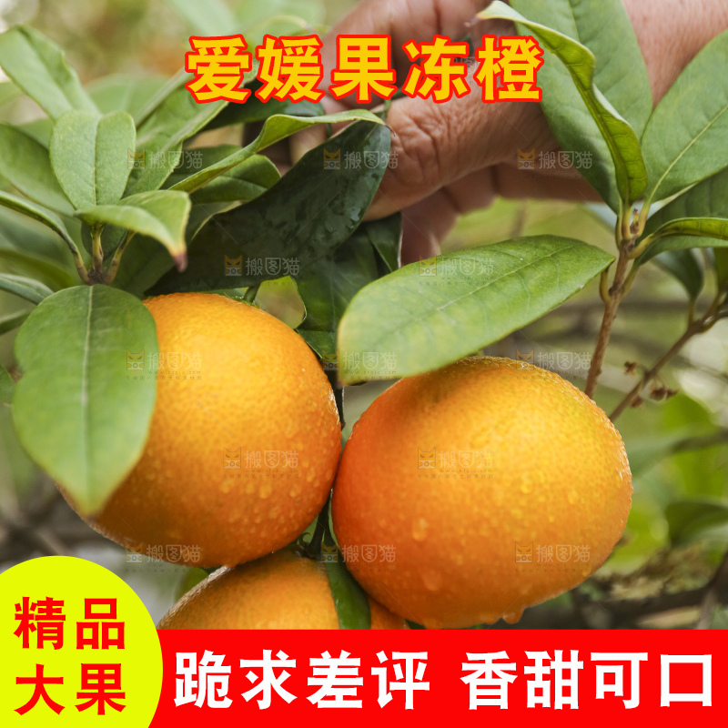 手里拿着爱媛果冻橙