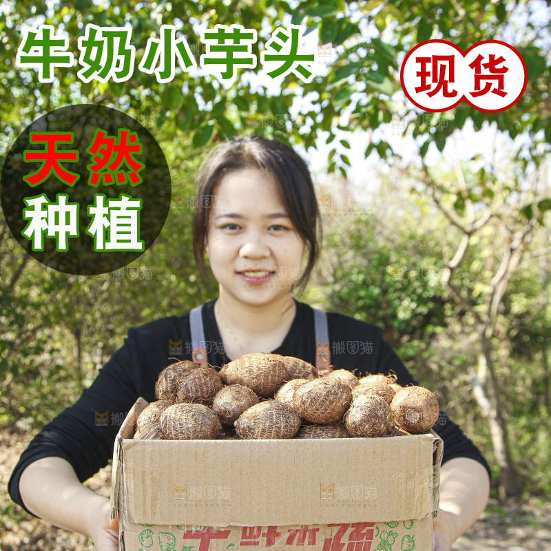 手里拿着新鲜小芋头