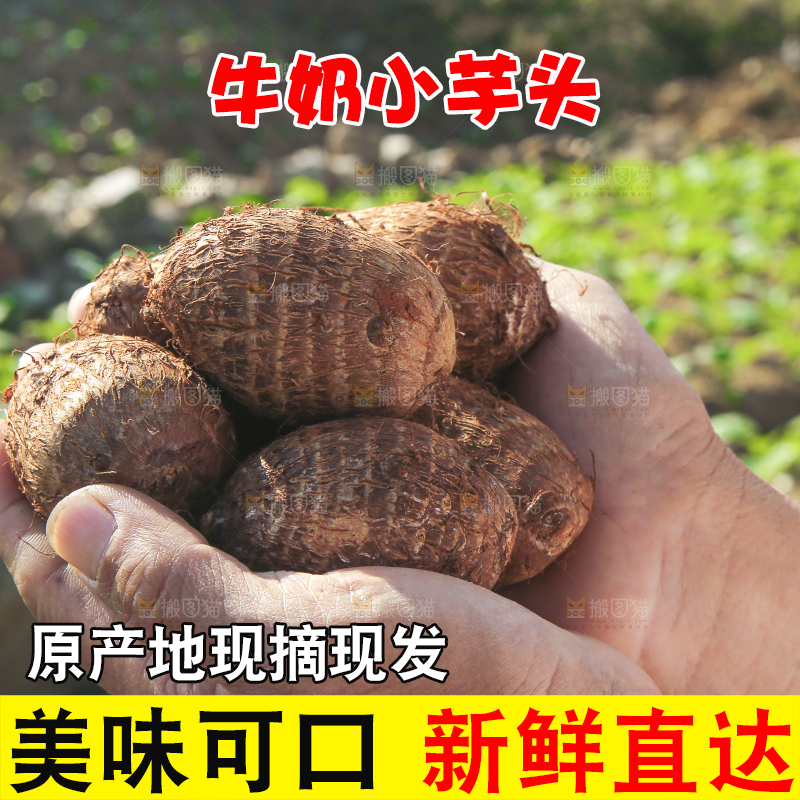 手里拿着新鲜小芋头