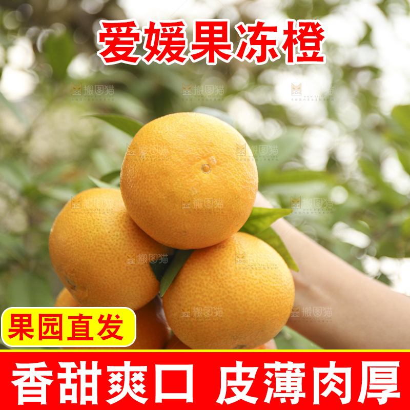 手里拿着爱媛果冻橙