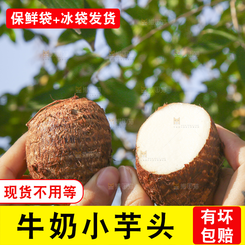 手里拿着新鲜小芋头