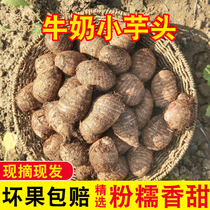 地里的新鲜小芋头