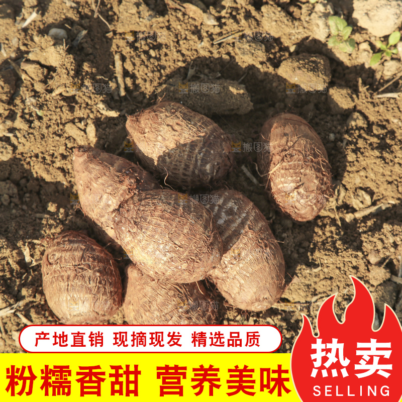 地里的新鲜小芋头