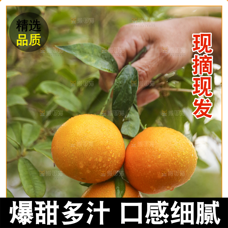 手里拿着爱媛果冻橙