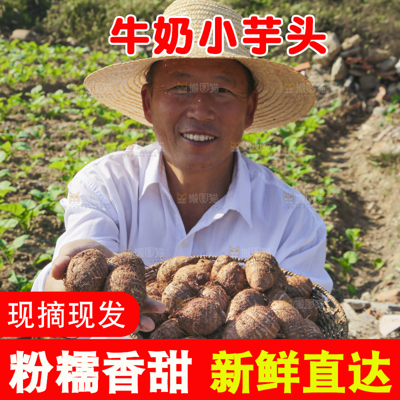 手里拿着新鲜小芋头