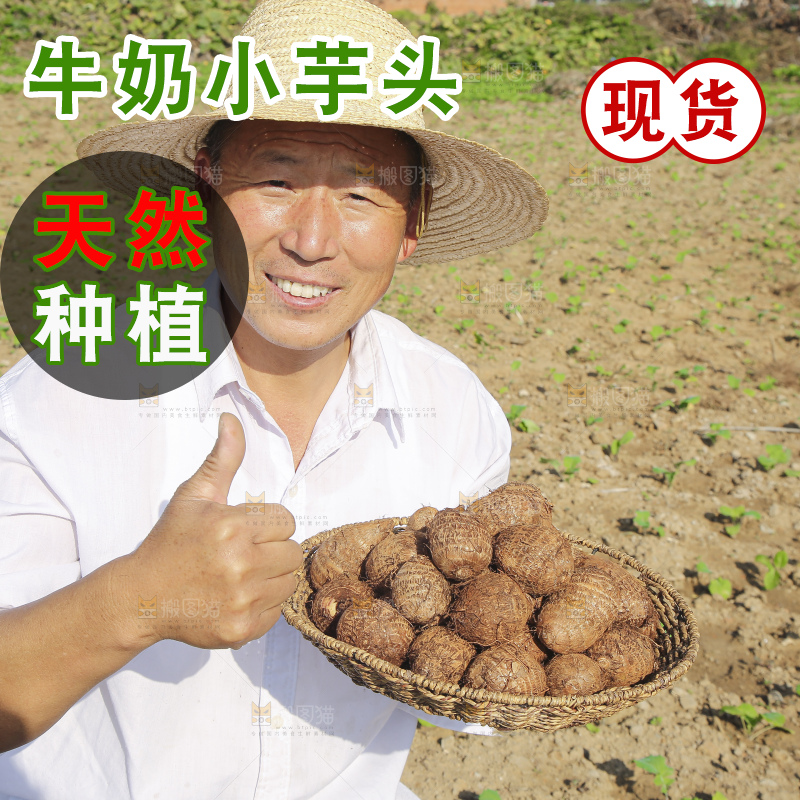 手里拿着新鲜小芋头