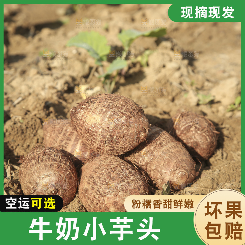 地里的新鲜小芋头