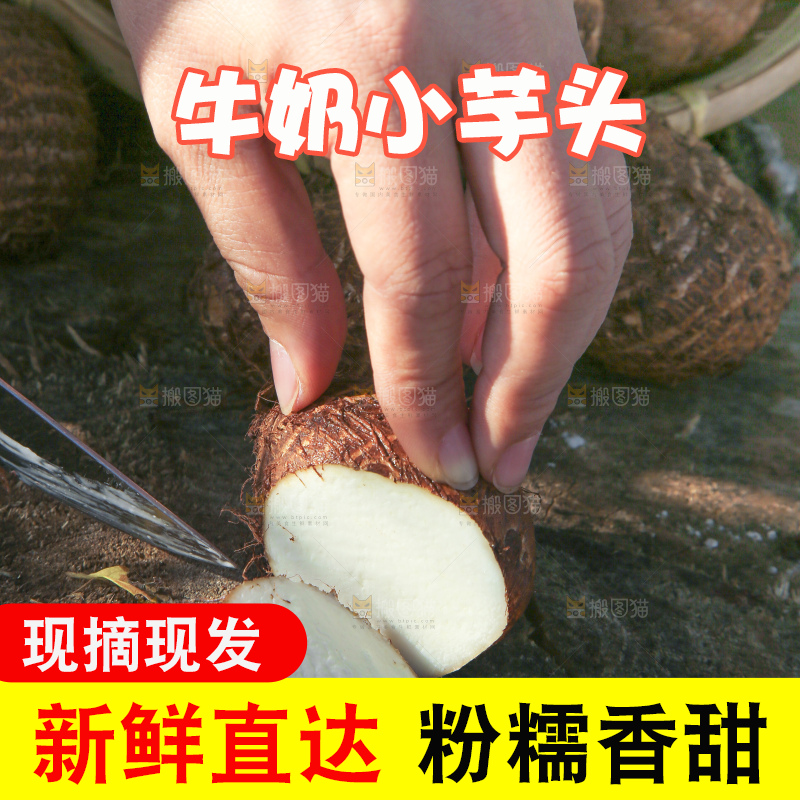 手里拿着新鲜小芋头