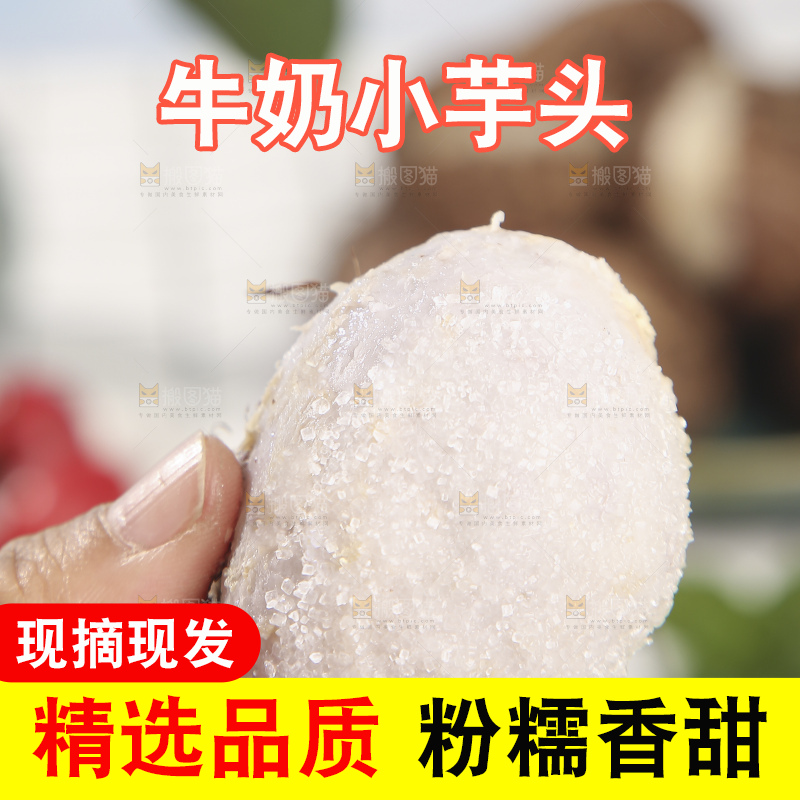 浅底上的新鲜小芋头