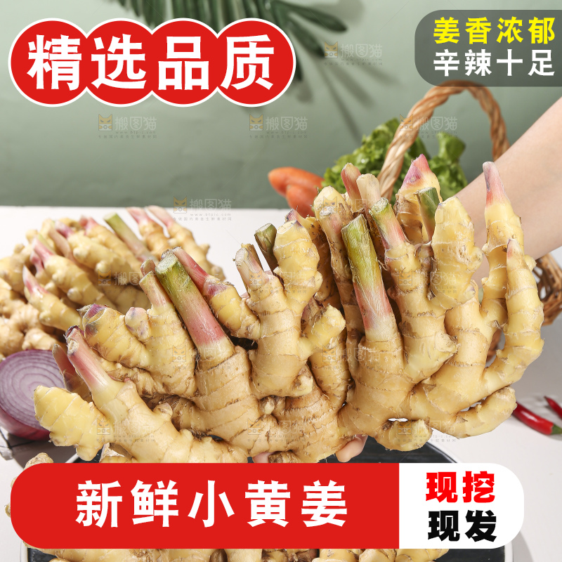 浅底上的小黄姜