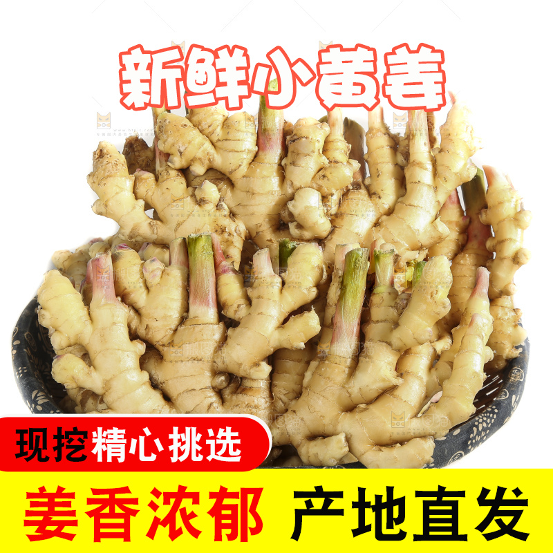 白底上的小黄姜